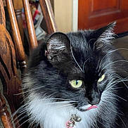 Luna is registered to the contest to win money with this photo: cat, black_and_white, fluffy, whiskers, collar, bells, tongue_out, yellow_eyes, wooden_chair, indoor, pet, feline, fur, close_up, animal, domestic, cute, playful, sitting, portrait