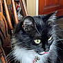 cat, black_and_white, fluffy, whiskers, collar, bells, tongue_out, yellow_eyes, wooden_chair, indoor, pet, feline, fur, close_up, animal, domestic, cute, playful, sitting, portrait