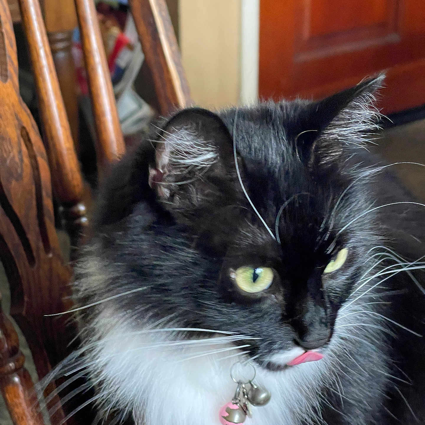 Luna is registered to the contest to win money with this photo: animal, bells, black_and_white, cat, close_up, collar, cute, domestic, feline, fluffy, fur, indoor, pet, playful, portrait, sitting, tongue_out, whiskers, wooden_chair, yellow_eyes