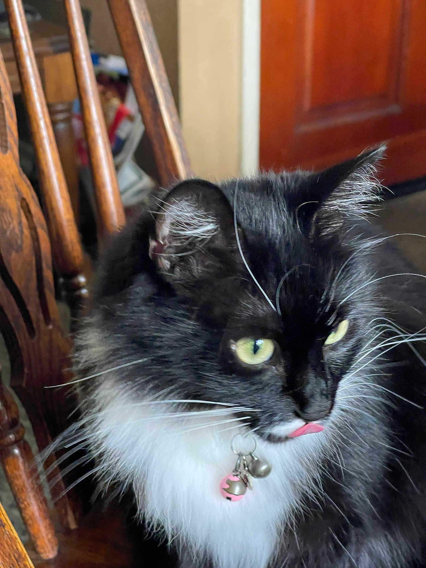 Luna is registered to the contest to win money with this photo: cat, black_and_white, fluffy, whiskers, collar, bells, tongue_out, yellow_eyes, wooden_chair, indoor, pet, feline, fur, close_up, animal, domestic, cute, playful, sitting, portrait