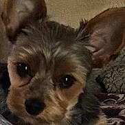 Miley Lynn is registered to the contest to win money with this photo: animal, black, blanket, brown, close_up, companion, cozy, curious, cute, dog, domestic_animal, ears, face, fur, furry, indoor, pet, portrait, resting, small_dog