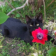 Rubis participe au concours pour gagner de l'argent avec cette photo : animal, black_cat, cat, cute, feline, flower, garden, grass, greenery, leaf, nature, outdoor, pet, plants, red_flower, relaxing, shadows, stem, sunlight, wildlife