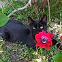 animal, black_cat, cat, cute, feline, flower, garden, grass, greenery, leaf, nature, outdoor, pet, plants, red_flower, relaxing, shadows, stem, sunlight, wildlife