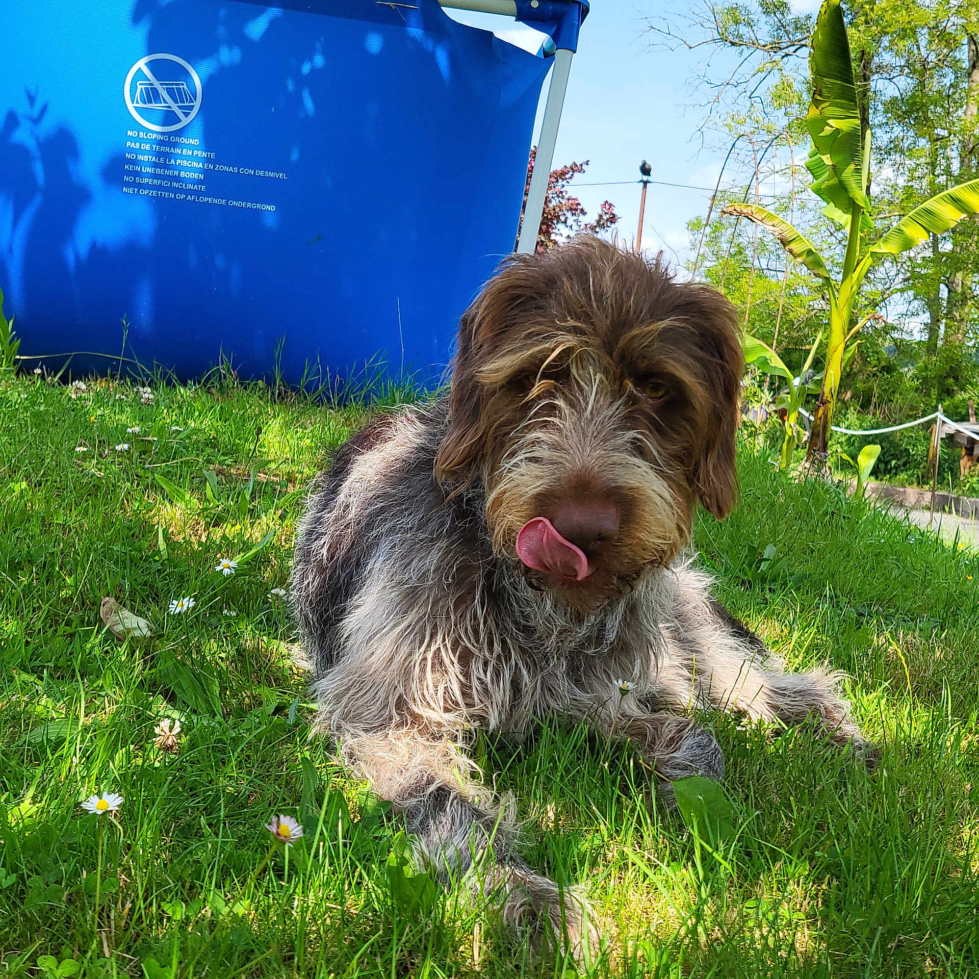 Tina a rejoint le concours — aidez-le/la à gagner de superbes lots ! blue_structure, canine, dog, flower, fur, garden, grass, greenery, leaf, lying_down, nature, outdoor, pet, plant, playful, summer, sunlight, tongue, tongue_out, tree