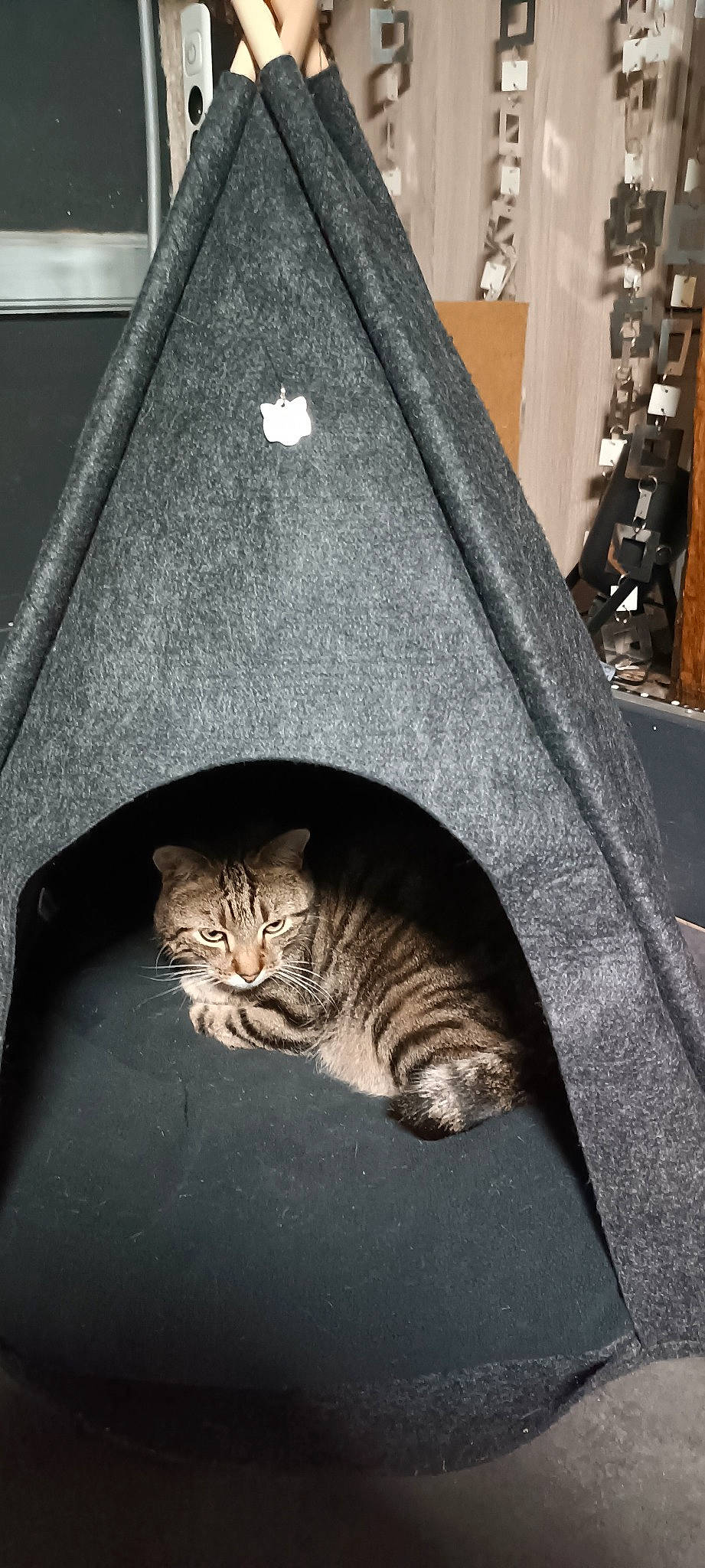 Grim participe au concours pour gagner de l'argent avec cette photo : automotive_exterior, automotive_lighting, automotive_tire, carnivore, cat, cat_supply, domestic_short_haired_cat, felidae, fur, grey, monochrome_photography, small_to_medium_sized_cats, snout, tail, tints_and_shades, tree, vehicle_door, whiskers, winter, wood