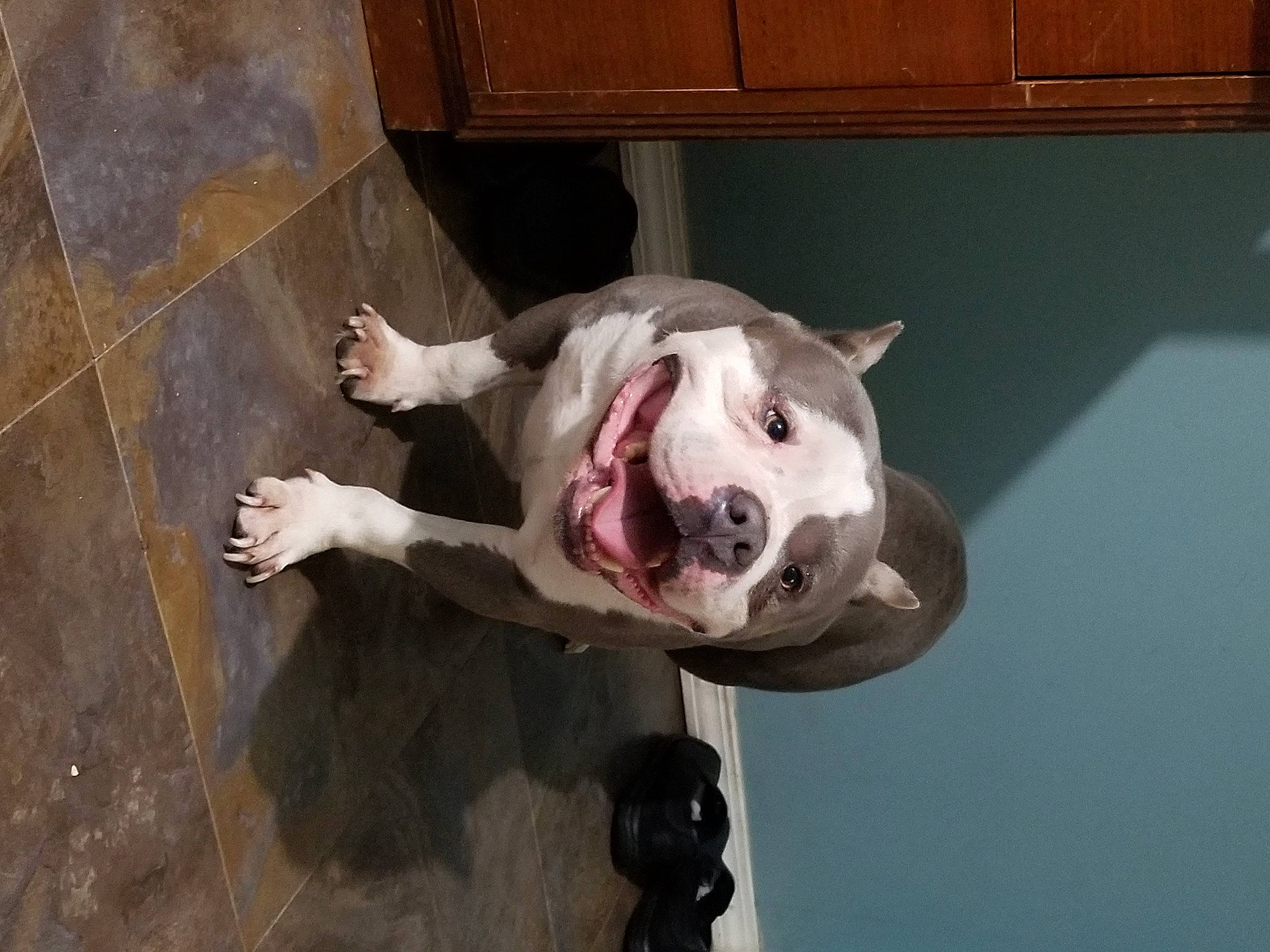 Deebo joined the competition — help win amazing prizes! ancient_dog_breeds, bulldog, canidae, carnivore, collar, companion_dog, dog, dog_breed, dog_collar, fawn, flooring, hardwood, non_sporting_group, snout, sporting_group, tail, whiskers, window, wood, working_animal