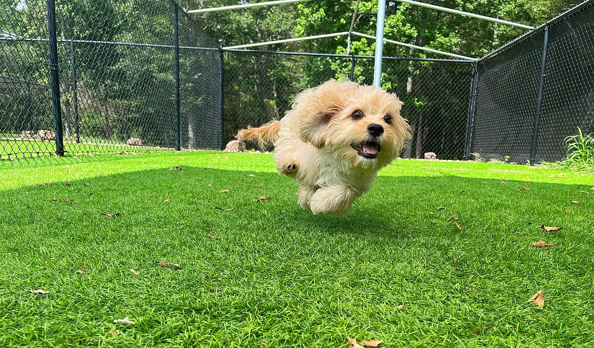 Archie joined the competition — help win amazing prizes! canidae, carnivore, cockapoo, companion_dog, dog, dog_breed, fence, garden, grass, labradoodle, lawn, maltepoo, plant, poodle_crossbreed, small_terrier, sporting_group, terrier, toy_dog, tree, yard