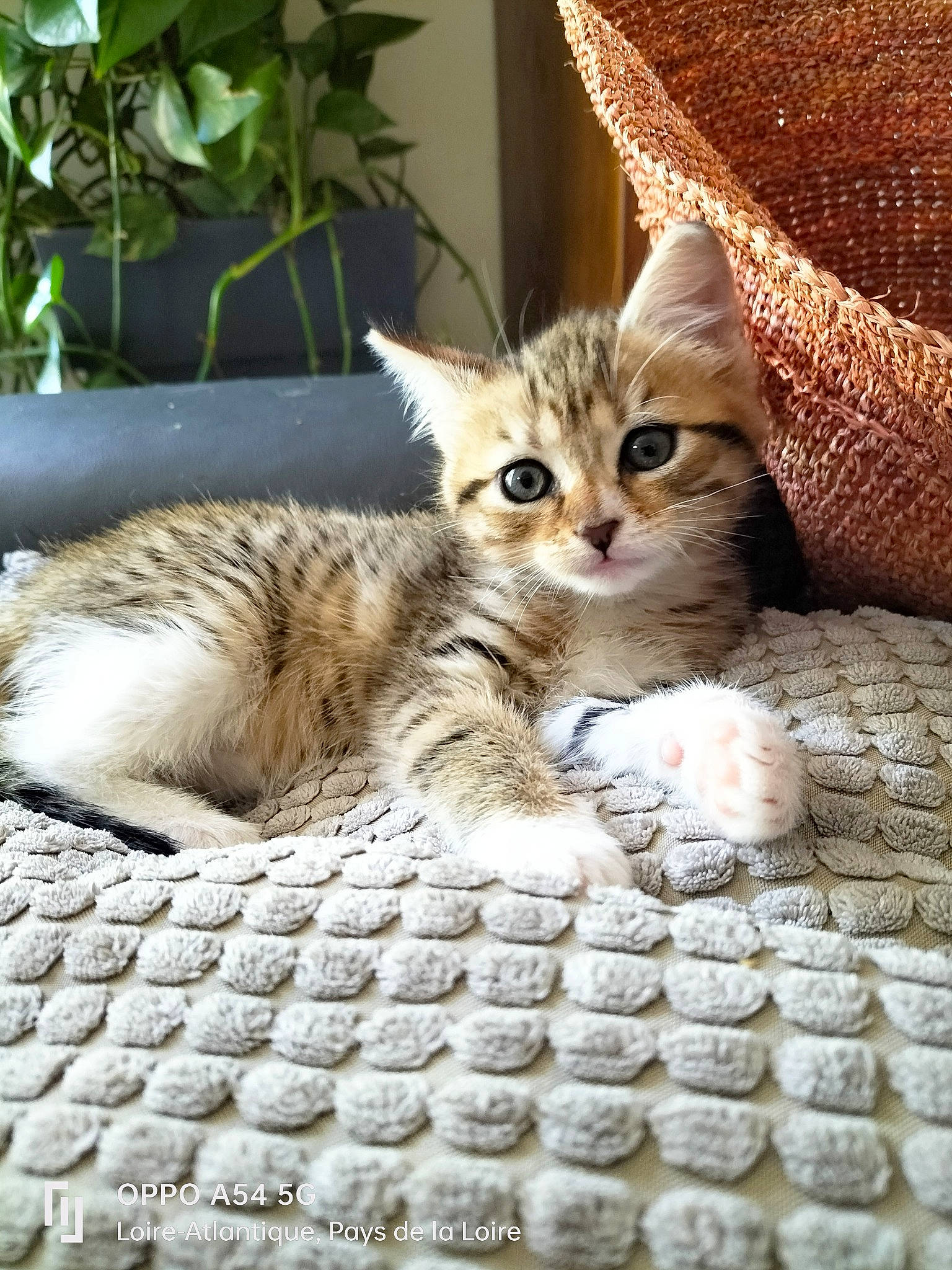 Maïa participe au concours pour gagner de l'argent avec cette photo : carnivore, cat, claw, comfort, domestic_short_haired_cat, fawn, felidae, flooring, flowerpot, fur, mammal, paw, plant, sitting, small_to_medium_sized_cats, snout, tail, terrestrial_animal, whiskers, wood