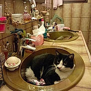 Domino participe au concours pour gagner de l'argent avec cette photo : cat, sink, bathroom, black_and_white, toy_mouse, mirror, countertop, faucet, tissue_box, cosy, pet, indoor, reflection, tiles, curtain, window, decor, vintage, whiskers, relaxed