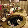 cat, sink, bathroom, black_and_white, toy_mouse, mirror, countertop, faucet, tissue_box, cosy, pet, indoor, reflection, tiles, curtain, window, decor, vintage, whiskers, relaxed