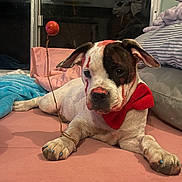 Penny Wise joined the competition — help win amazing prizes! dog, indoor, bow_tie, painted_nails, red_markings, pink_surface, blue_nails, curious, lying_down, pet, animal, cozy, playful, stick, red_ball, window, blanket, cushion, paw, canine