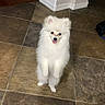 dog, pomeranian, white_dog, small_dog, standing, indoor, tile_floor, playful, pet, animal, cute, fluffy, tongue_out, home, cozy, companion, fur, domestic, happy, alert