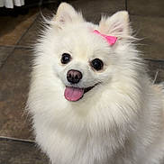Bella joined the competition — help win amazing prizes! dog, pomeranian, white_dog, fluffy, pet, indoor, floor, tile, pink_bow, happy, tongue_out, small_dog, cute, domestic_animal, animal, fur, ears, portrait, sitting, companion
