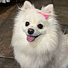 dog, pomeranian, white_dog, fluffy, pet, indoor, floor, tile, pink_bow, happy, tongue_out, small_dog, cute, domestic_animal, animal, fur, ears, portrait, sitting, companion