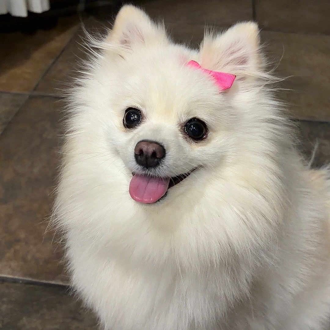 Bella joined the competition — help win amazing prizes! dog, pomeranian, white_dog, fluffy, pet, indoor, floor, tile, pink_bow, happy, tongue_out, small_dog, cute, domestic_animal, animal, fur, ears, portrait, sitting, companion