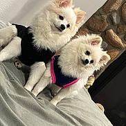 Bentley is registered to the contest to win money with this photo: dog, white_dog, fluffy, pet, indoor, blanket, clothing, cute, small_dog, resting, companion, fur, ears, animal, domestic_animal, portrait, two_animals, sitting, cozy, home