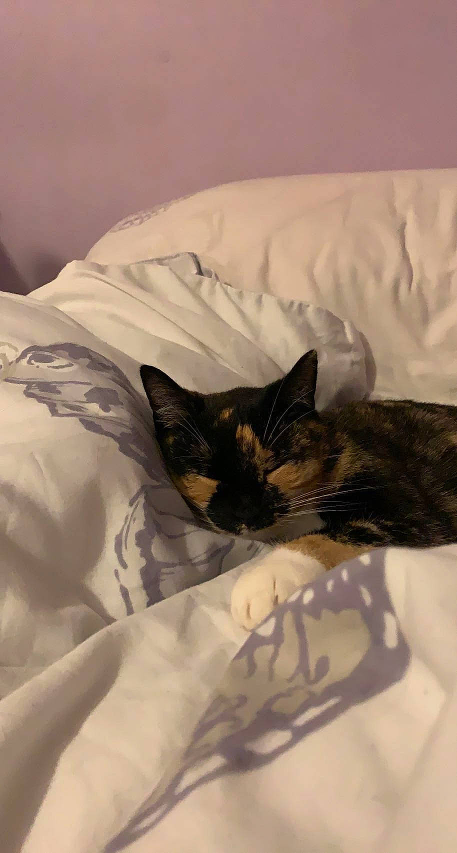 Ivy joined the competition — help win amazing prizes! bed, bed_sheet, bedding, bedroom, carnivore, cat, cat_supply, comfort, domestic_short_haired_cat, duvet, felidae, fur, grey, linens, pattern, room, small_to_medium_sized_cats, tail, textile, whiskers