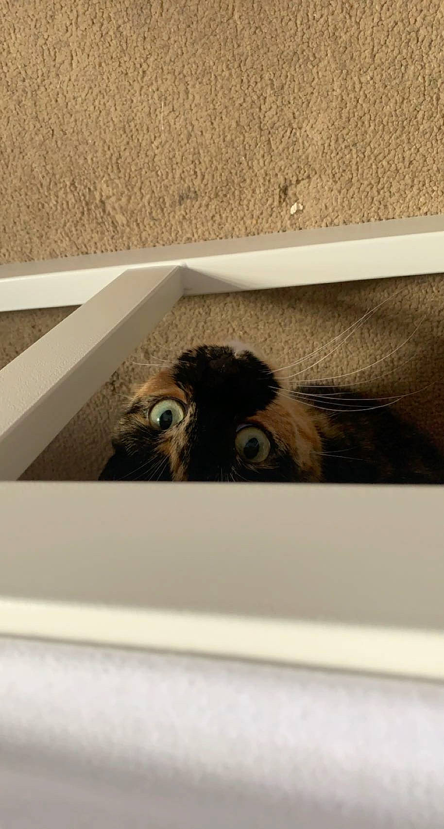 Ivy is registered to the contest to win money with this photo: bird, bird_of_prey, carnivore, flooring, fur, luxury_vehicle, ostrich, ratite, rectangle, room, sporting_group, tail, terrestrial_animal, wildlife, wood