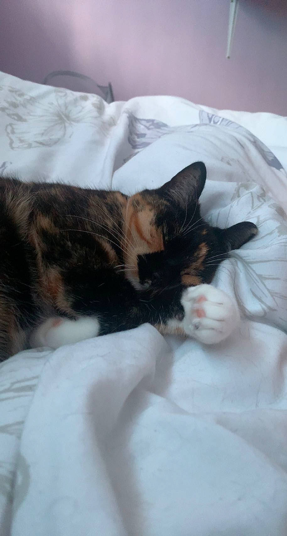 Ivy is registered to the contest to win money with this photo: bed, bed_sheet, bedding, bedroom, carnivore, cat, claw, comfort, domestic_short_haired_cat, duvet, felidae, fur, linens, paw, room, small_to_medium_sized_cats, snout, tail, textile, whiskers
