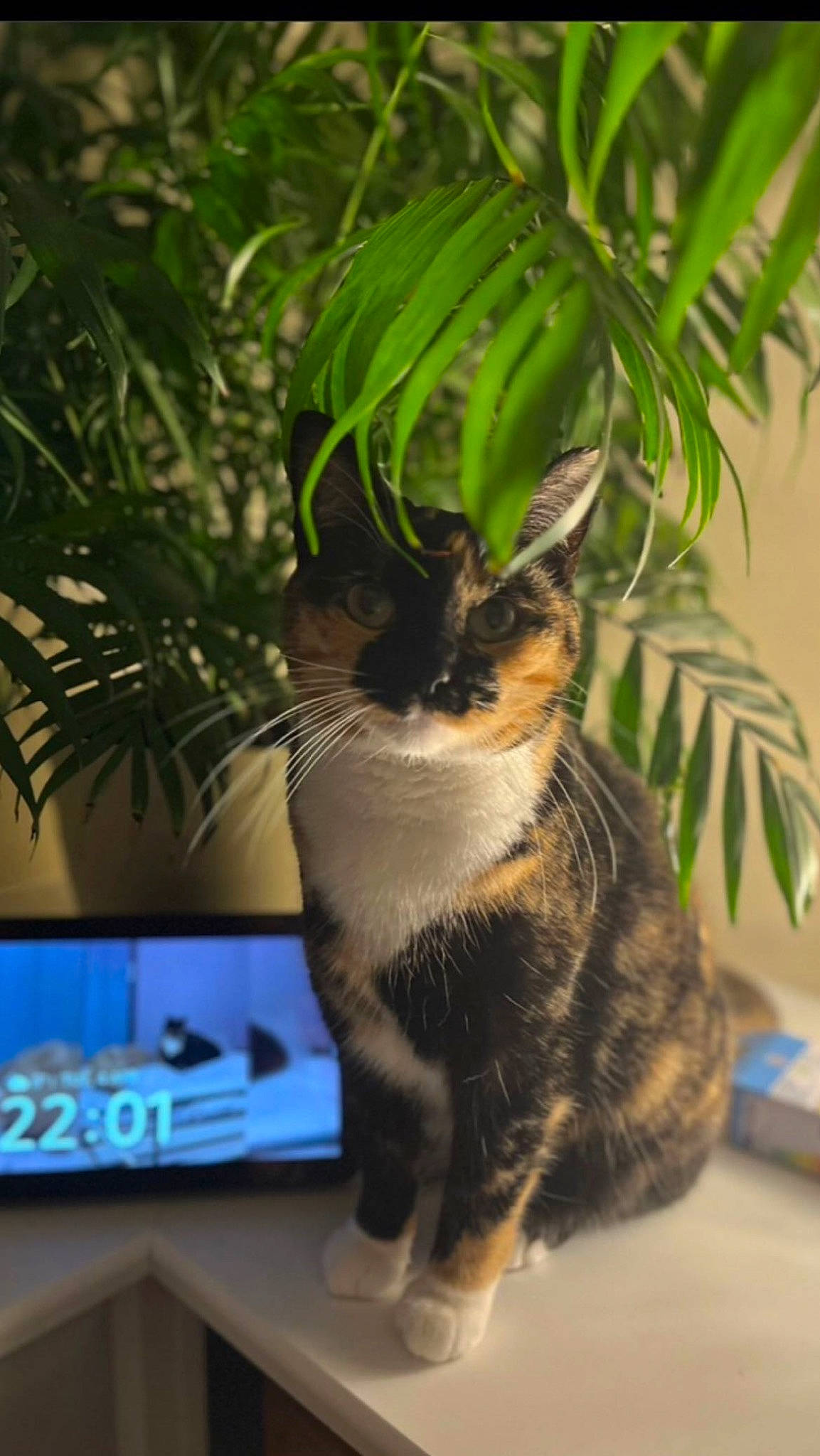 Ivy joined the competition — help win amazing prizes! arecales, carnivore, cat, domestic_short_haired_cat, fawn, felidae, flowerpot, fur, grass, houseplant, palm_tree, plant, small_to_medium_sized_cats, snout, table, tail, terrestrial_plant, tree, whiskers, window