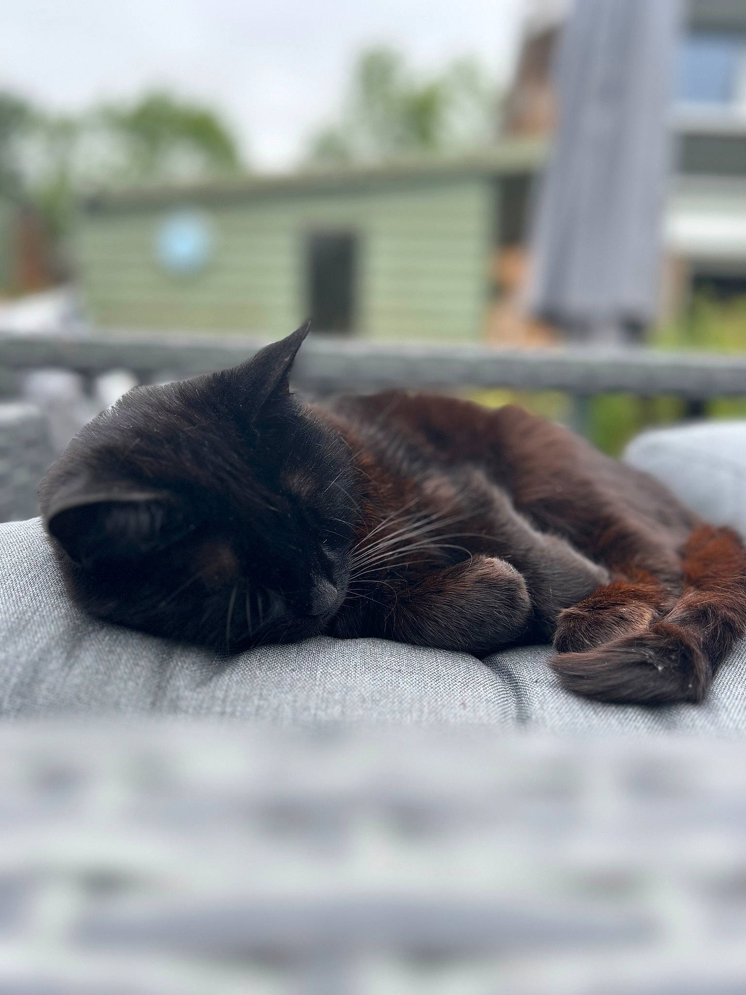 Polly joined the competition — help win amazing prizes! black_cat, canidae, carnivore, cat, claw, comfort, dog_breed, domestic_short_haired_cat, felidae, fur, grey, liver, nap, paw, small_to_medium_sized_cats, snout, sporting_group, tail, terrestrial_animal, whiskers