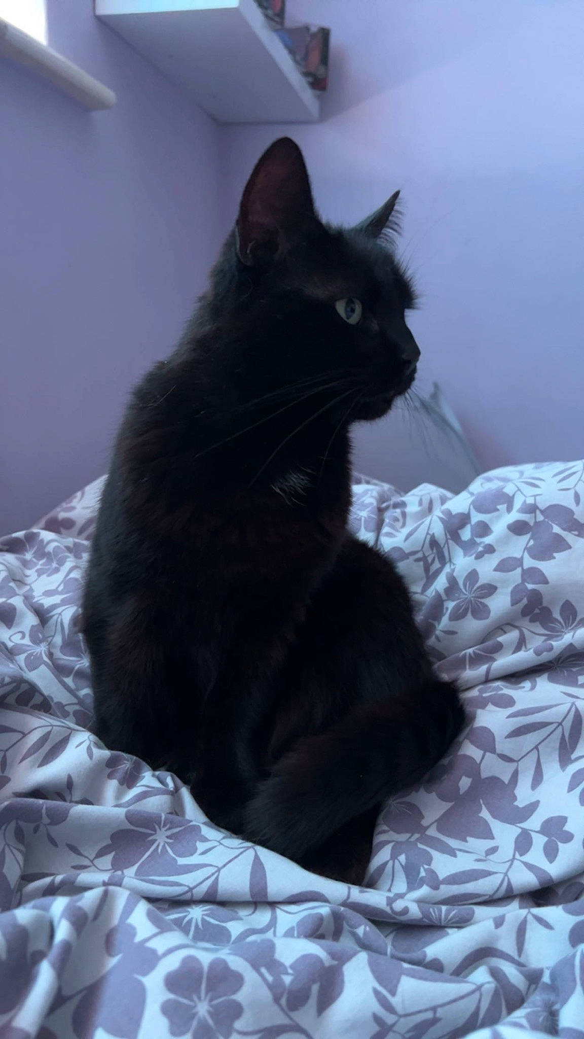 Polly joined the competition — help win amazing prizes! black_cat, bombay, carnivore, cat, cat_supply, claw, comfort, domestic_short_haired_cat, felidae, fur, grey, linens, pattern, sitting, small_to_medium_sized_cats, snout, tail, terrestrial_animal, whiskers, window