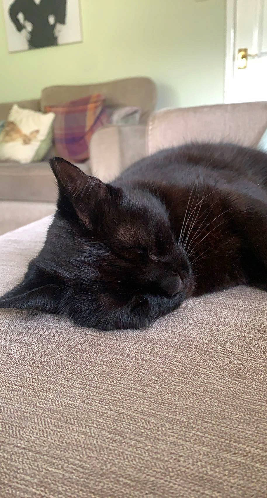 Polly is registered to the contest to win money with this photo: black_cat, bombay, carnivore, cat, claw, comfort, domestic_short_haired_cat, felidae, fur, grey, linens, nap, paw, sleep, small_to_medium_sized_cats, snout, tail, terrestrial_animal, whiskers