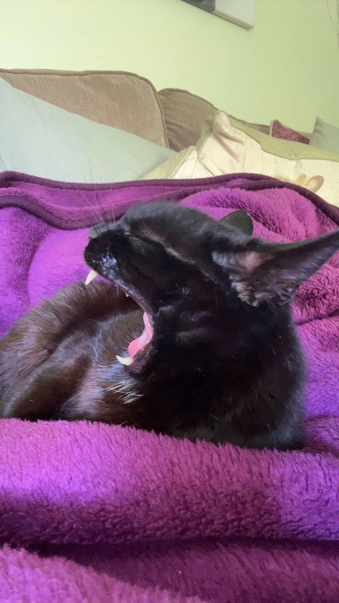 Polly is registered to the contest to win money with this photo: black_cat, bombay, canidae, carnivore, cat, comfort, companion_dog, dog_breed, domestic_short_haired_cat, felidae, fur, grey, magenta, pink, purple, small_to_medium_sized_cats, sporting_group, tail, violet, whiskers