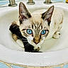 cat, blue_eyes, sink, bathroom, faucet, tile, pet, curious, whiskers, fur, close_up, animal, domestic, cute, young_cat, looking_up, indoor, water_drops, face, ears