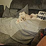 blanket, carpet, comfortable, couch, cozy, curly_fur, dog, domestic_animal, fur, furniture, home, indoor, living_room, pet, pillow, relaxing, resting, snuggle, upside_down, white_dog