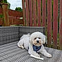 Archie is registered to the contest to win money with this photo: dog, white_dog, outdoor, fence, woven_sofa, pet, canine, chew_bone, garden, leisure, fur, animal, resting, collar, summer, daylight, cute, fluffy, nature, backyard