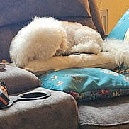 Archie joined the competition — help win amazing prizes! dog, white_dog, sleeping, couch, pillow, cushion, indoor, cozy, furniture, pet, curled_up, fluffy, resting, relaxation, home, window, soft_texture, animal, domestic, quiet
