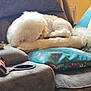 dog, white_dog, sleeping, couch, pillow, cushion, indoor, cozy, furniture, pet, curled_up, fluffy, resting, relaxation, home, window, soft_texture, animal, domestic, quiet