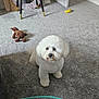 banana_toy, cable, carpet, cozy, curious, decor, dog, floor, fluffy, furniture, gray_carpet, indoor, mirror, pet, room, small_dog, stuffed_toy, table, toy, white_dog