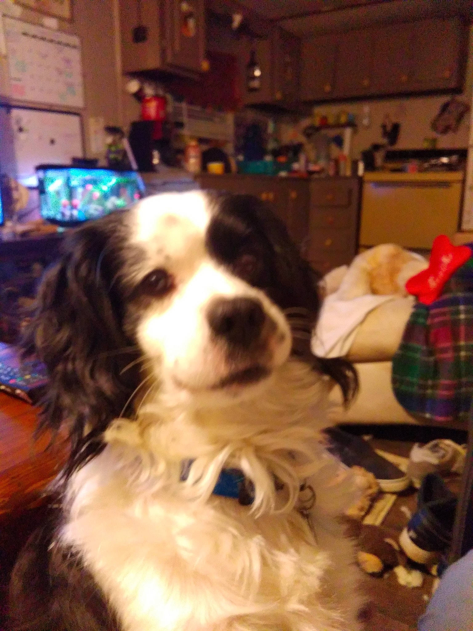 Izzie joined the competition — help win amazing prizes! carnivore, cavalier_king_charles_spaniel, companion_dog, dog, dog_breed, door, event, fur, gun_dog, pattern, picture_frame, plaid, snout, spaniel, sporting_group, tartan, television, toy_dog, whiskers, working_animal
