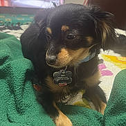 Onix joined the competition — help win amazing prizes! animal, bed, black_dog, blanket, blurred_background, collar, couch, cute, dog, dog_tag, furniture, green_blanket, indoor, living_room, person, pet, resting, small_dog, tan_dog, television