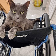 Smirnoff is registered to the contest to win money with this photo: cat, gray_cat, wheelchair, indoor, floor, paws, pet, animal, curious, feline, seat, resting, close_up, domestic_cat, looking, ears, whiskers, background, bag, tile_floor