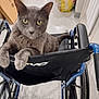 cat, gray_cat, wheelchair, indoor, floor, paws, pet, animal, curious, feline, seat, resting, close_up, domestic_cat, looking, ears, whiskers, background, bag, tile_floor