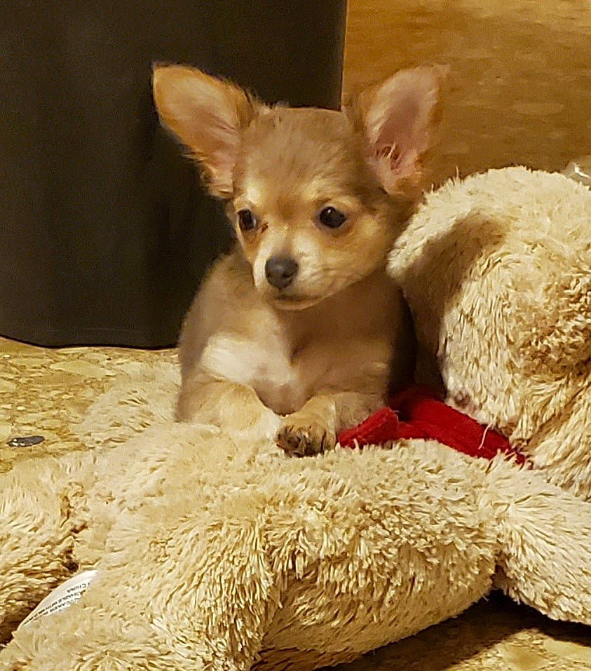 Squirrely joined the competition — help win amazing prizes! canidae, carnivore, chihuahua, comfort, companion_dog, corgi_chihuahua, dog, dog_breed, dog_supply, fawn, fur, paw, pet_supply, russkiy_toy, snout, sporting_group, terrestrial_animal, toy_dog, whiskers, working_animal