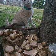Jerome joined the competition — help win amazing prizes! animal, background, cat, closeup, collar, curious, daylight, feline, grass, green, house, nature, outdoor, pet, playful, rocks, stone, tilted_head, tree, yard