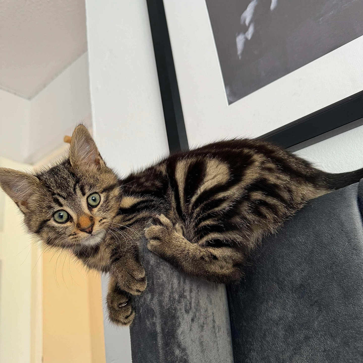 Mila is registered to the contest to win money with this photo: abyssinian, animal, architecture, armchair, building, cat, chair, couch, cushion, egyptiancat, furniture, homedecor, indoors, kitten, manx, person, pet, sleeping, wall, window