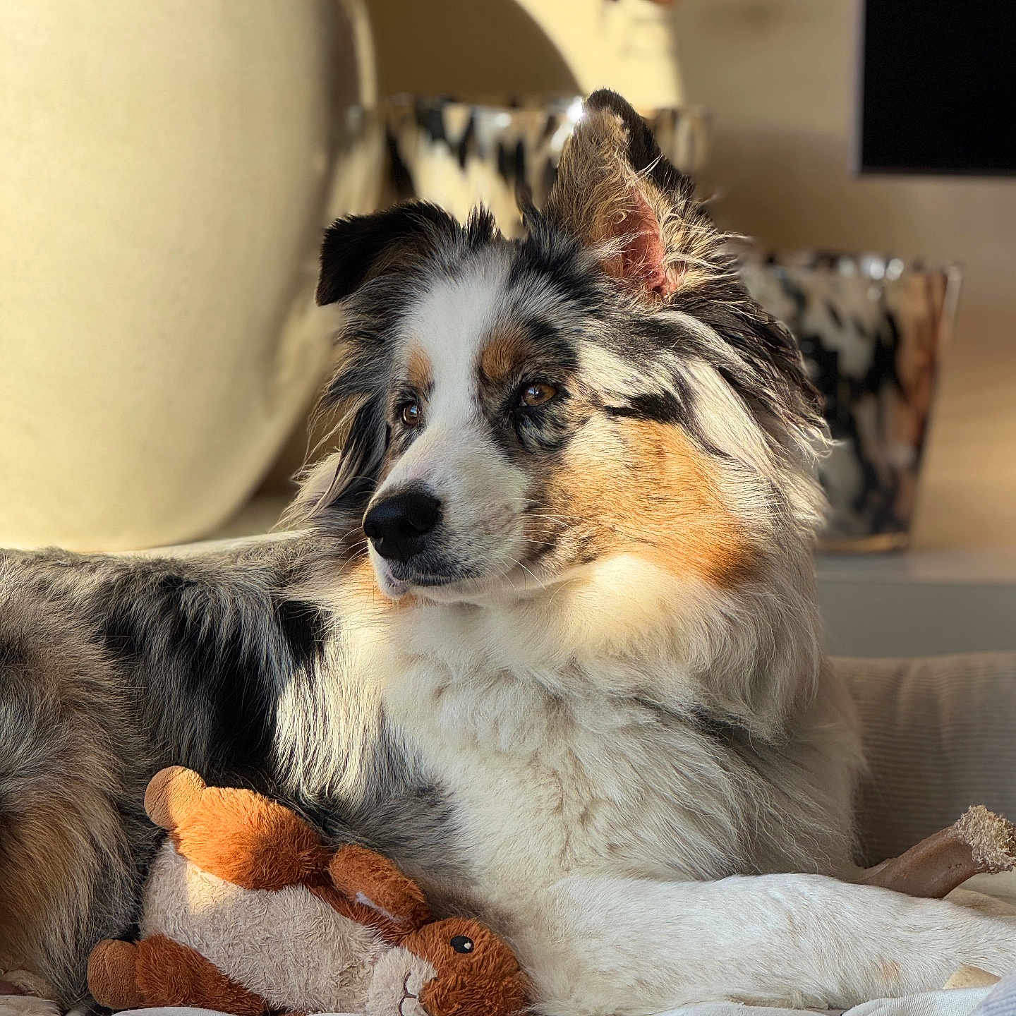 Molly participe au concours pour gagner de l'argent avec cette photo : animal, australian_shepherd, black, blanket, brown, couch, cozy, dog, fur, home, indoor, pet, plush_toy, portrait, relaxed, resting, sunlight, tan, toy, white