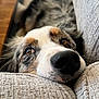 dog, close_up, resting, couch, nose, brown_eyes, furry, relaxed, cozy, indoor, pet, canine, soft_texture, comfortable, home, snout, laying, fur_pattern, domestic_animal, animal_portrait