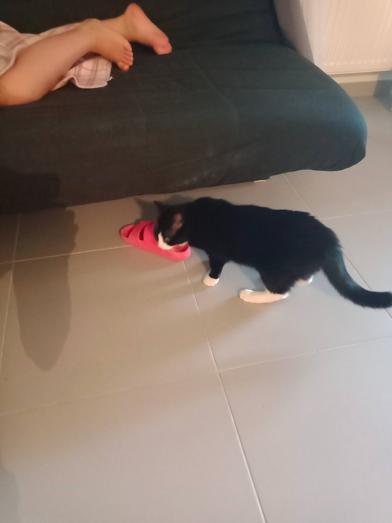 Clochette a rejoint le concours — aidez-le/la à gagner de superbes lots ! carnivore, cat, comfort, dog_breed, fawn, felidae, finger, floor, flooring, foot, gesture, hand, hardwood, human_leg, knee, sleeve, small_to_medium_sized_cats, tail, thigh, wood