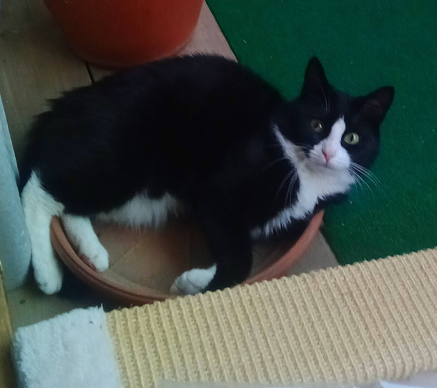 Clochette a rejoint le concours — aidez-le/la à gagner de superbes lots ! box, cardboard, carnivore, cat, cat_supply, domestic_short_haired_cat, felidae, flooring, fur, packaging_and_labeling, pedestal, small_to_medium_sized_cats, tail, whiskers