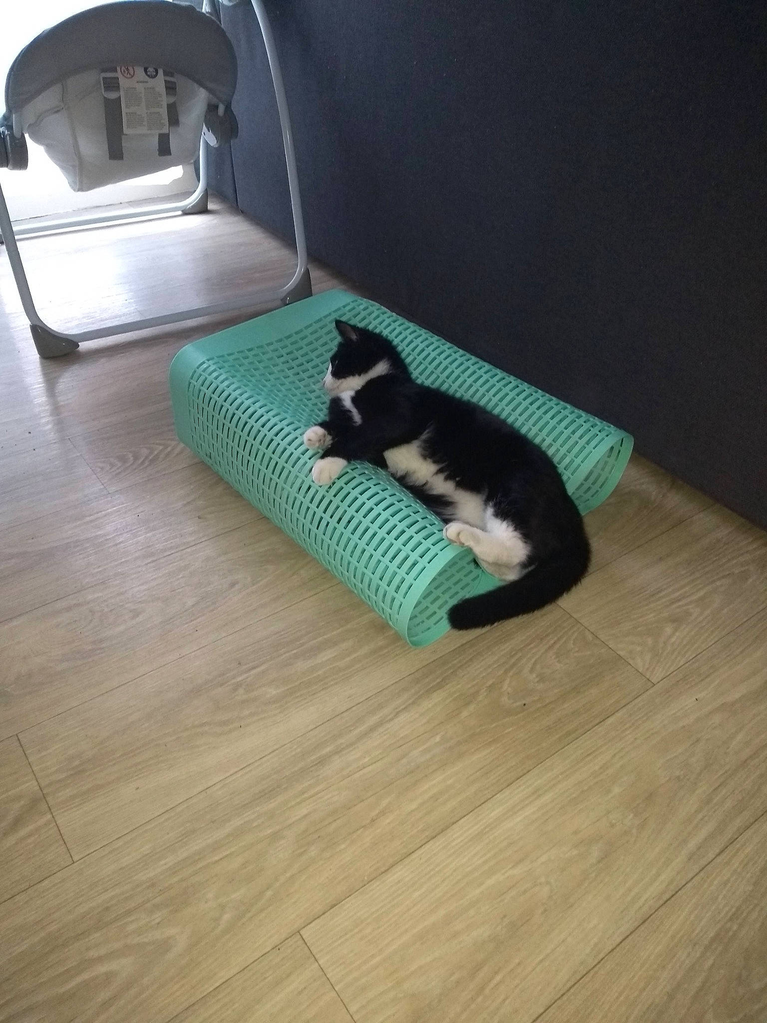 Clochette participe au concours pour gagner de l'argent avec cette photo : carnivore, cat, cat_supply, comfort, felidae, floor, flooring, fur, hardwood, laminate_flooring, pet_supply, rectangle, small_to_medium_sized_cats, tail, tints_and_shades, varnish, whiskers, wood, wood_flooring, wood_stain