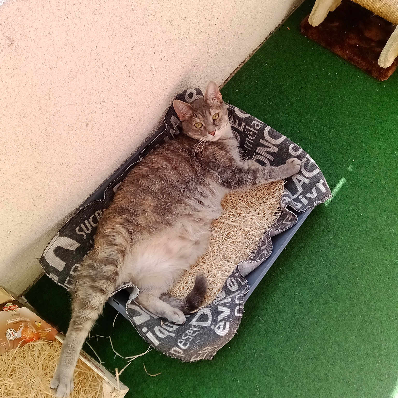 Moumouche