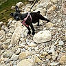 dog, puppy, black_dog, pink_harness, leash, pet, animal, outdoor, riverbank, rocks, pebbles, water, nature, standing, looking_at_camera, floppy_ear, upright_ear, short_fur, adventure, portrait