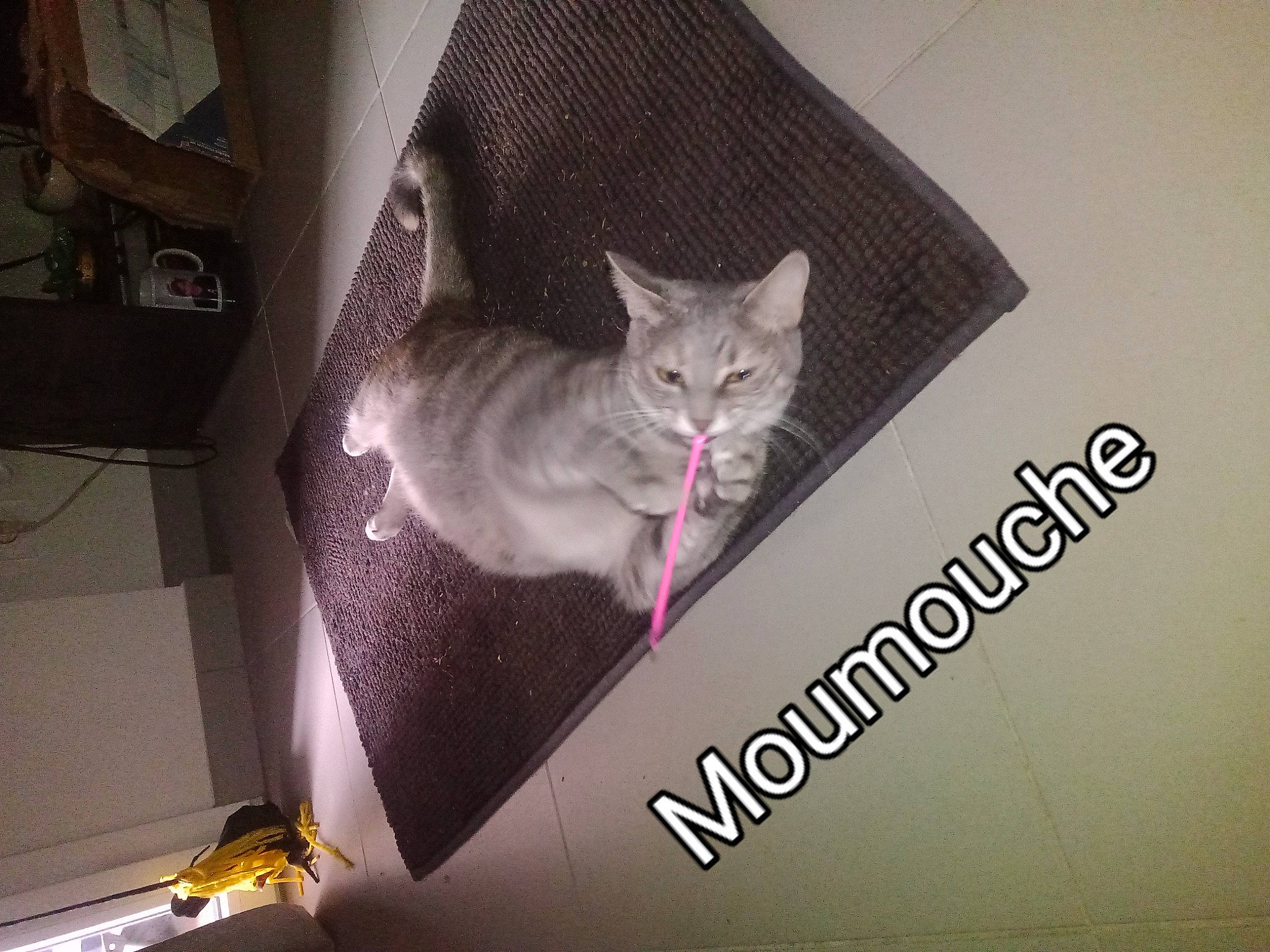 Moumouche participe au concours pour gagner de l'argent avec cette photo : box, brand, carnivore, cat, domestic_short_haired_cat, felidae, font, fur, graphics, grey, logo, paw, photo_caption, room, small_to_medium_sized_cats, tail, whiskers