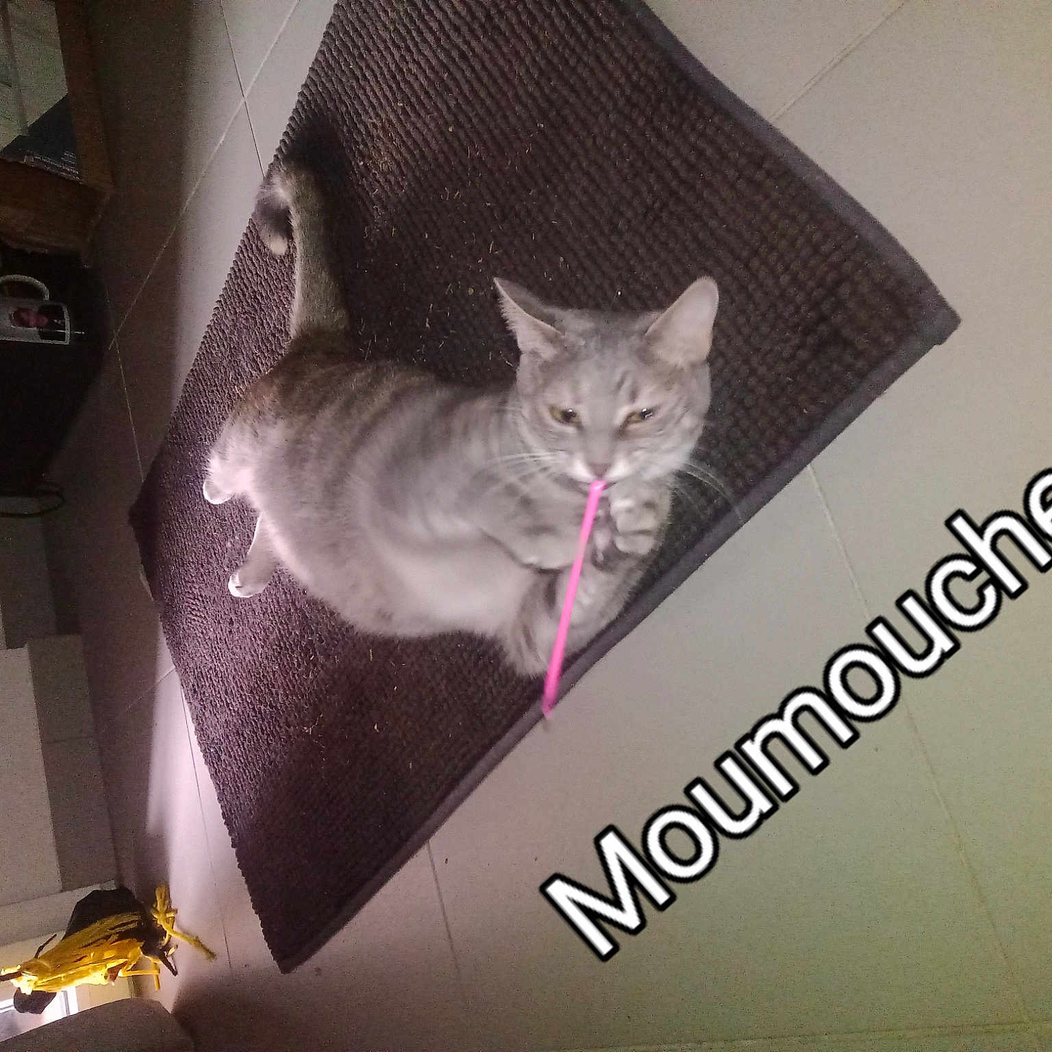Moumouche